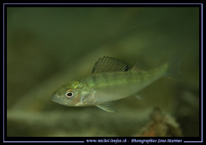 Little Perch.... Que du bonheur... :O)... by Michel Lonfat 
